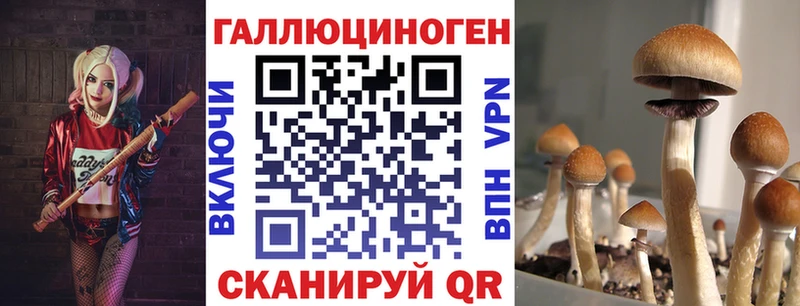 МЕГА маркетплейс  купить наркотики цена  Снежногорск  Галлюциногенные грибы Cubensis 